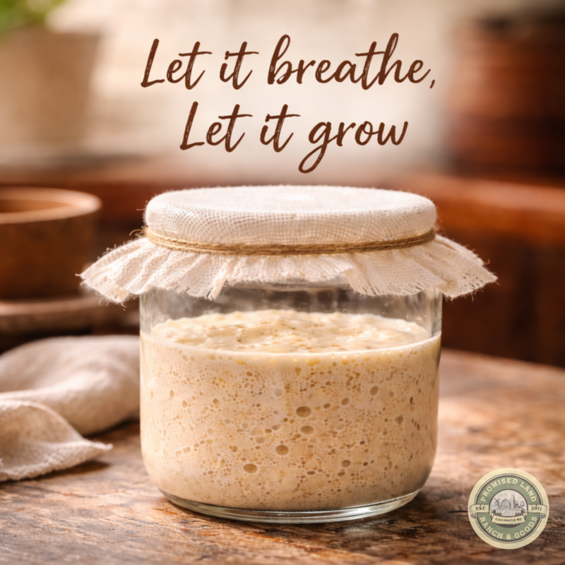 Sourdough starter fermenting in a glass jar with a breathable cloth cover