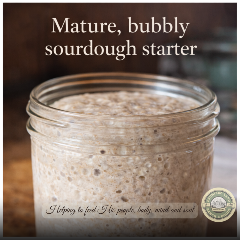 Close-up of an active sourdough starter showing bubbles and strong structure