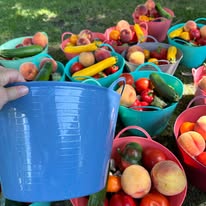 Small Bountiful Basket Subscription featuring a white harvest basket filled with fresh seasonal vegetables including tomatoes, cabbage, peppers, cucumbers, squash, zucchini, carrots, garlic, and farm-fresh produce.