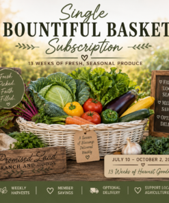 Single Bountiful Basket Subscription featuring a white harvest basket filled with fresh seasonal vegetables including cabbage, tomatoes, peppers, zucchini, squash, carrots, cucumber, garlic, and eggplant.